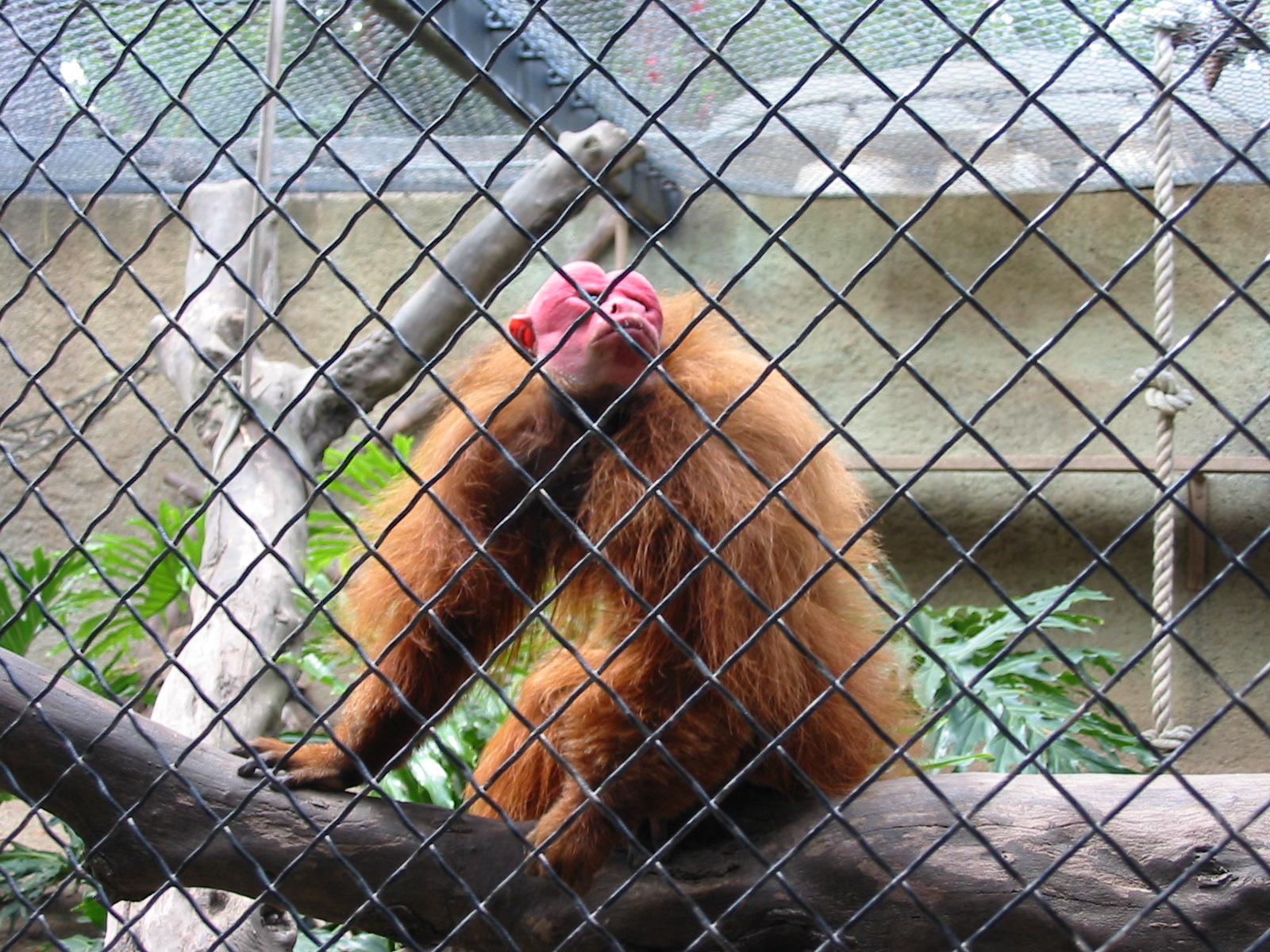 Los Angeles Zoo 2003 - Red Uakari