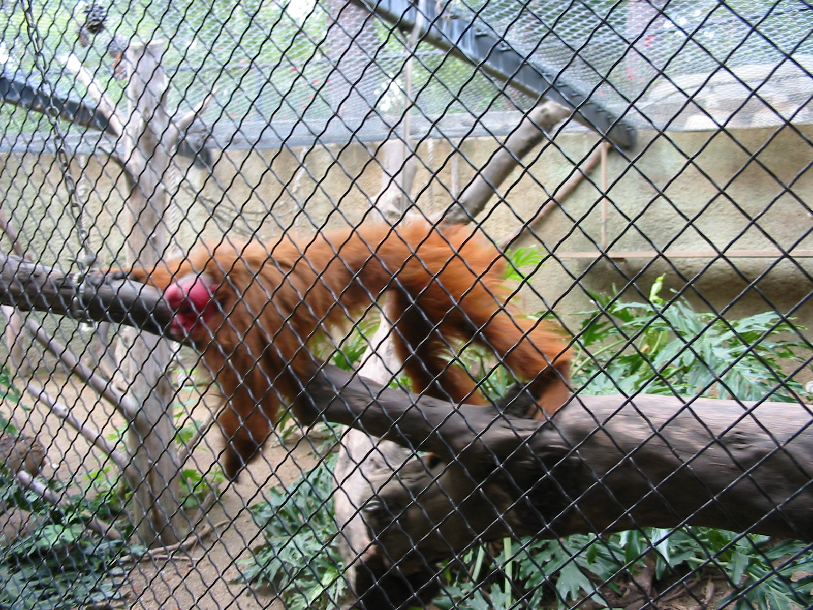 Los Angeles Zoo 2003 - Red Uakari