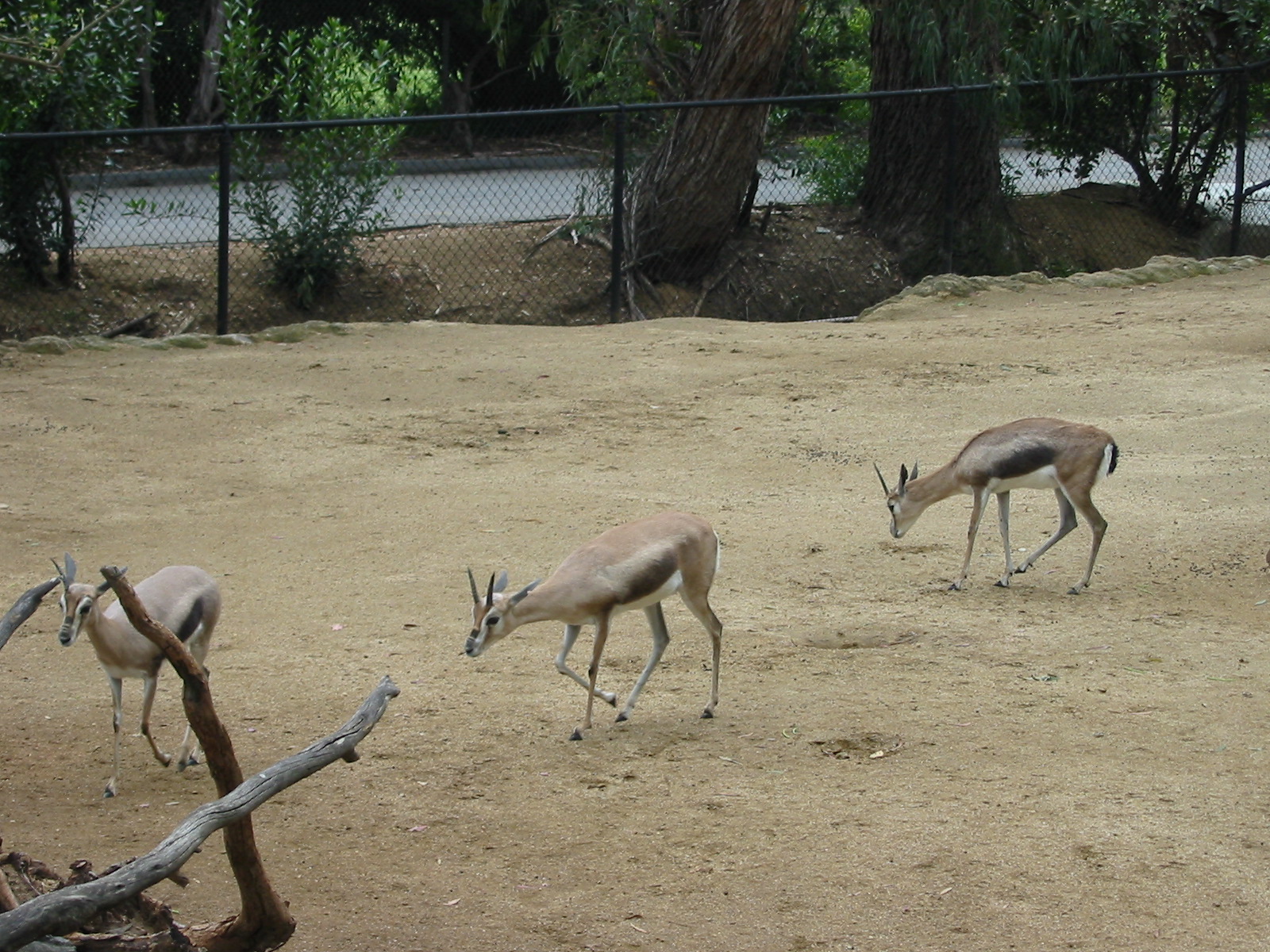 Los Angeles Zoo 2003 - Spekes Gazelle