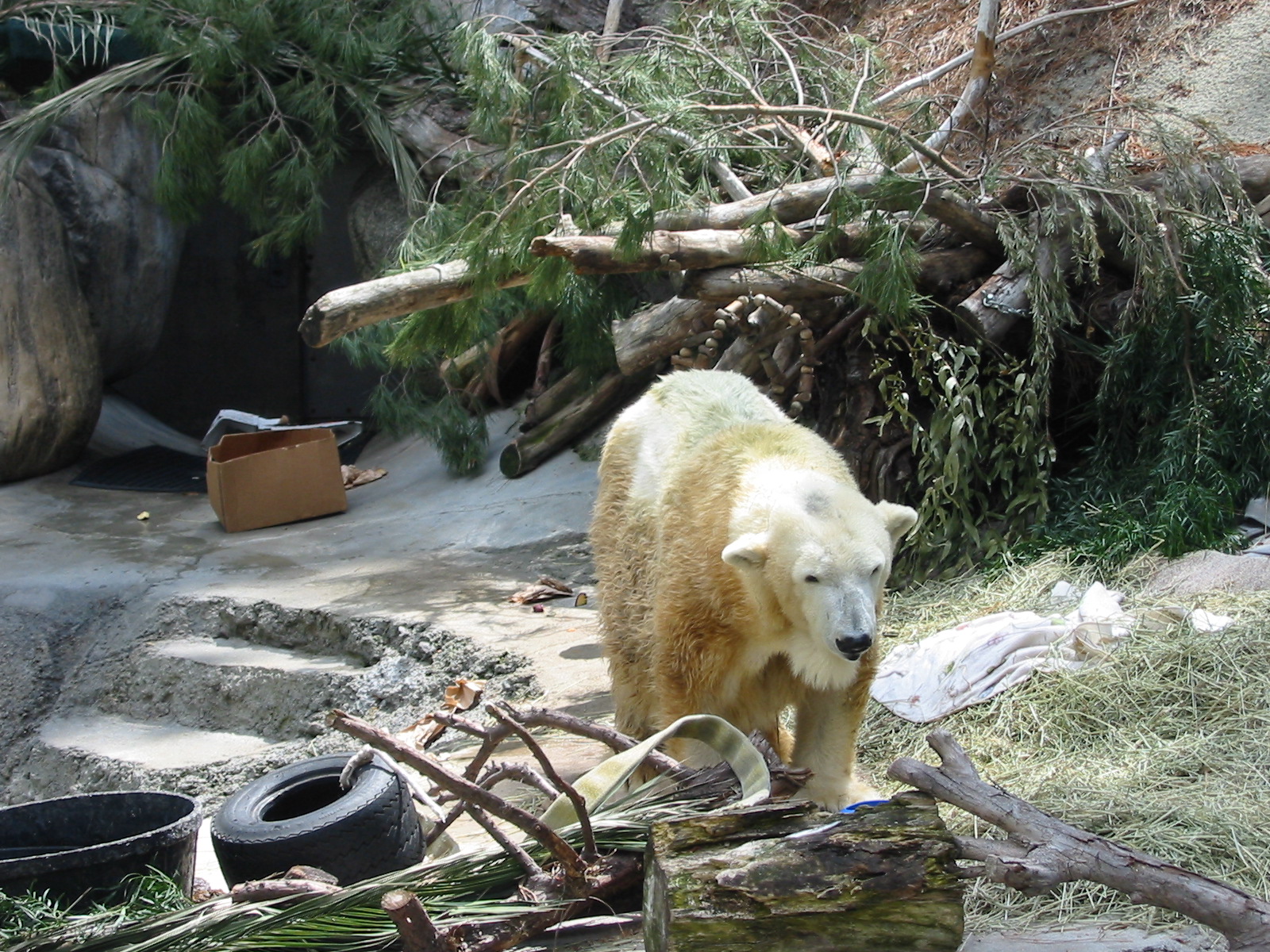 Los Angeles Zoo 2003 - Sweetheart the Polar Bear