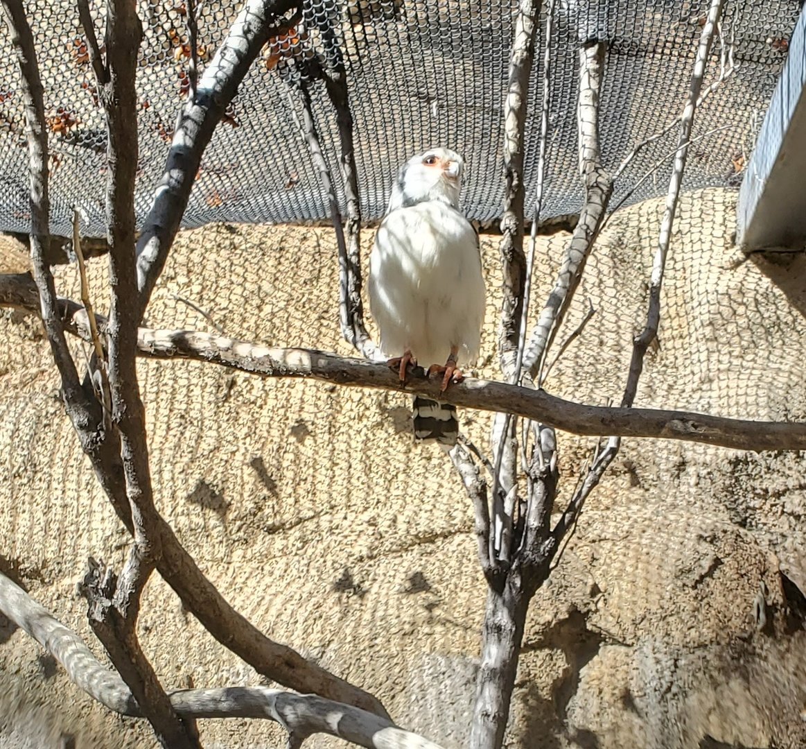 Los Angeles Zoo (2022) - African Pygmy Falcon