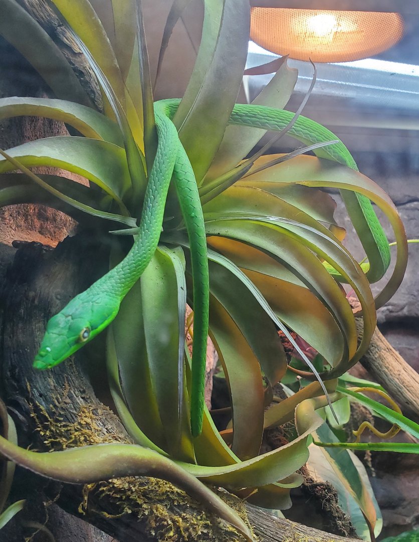 Los Angeles Zoo (2022) - American Green Vine Snake