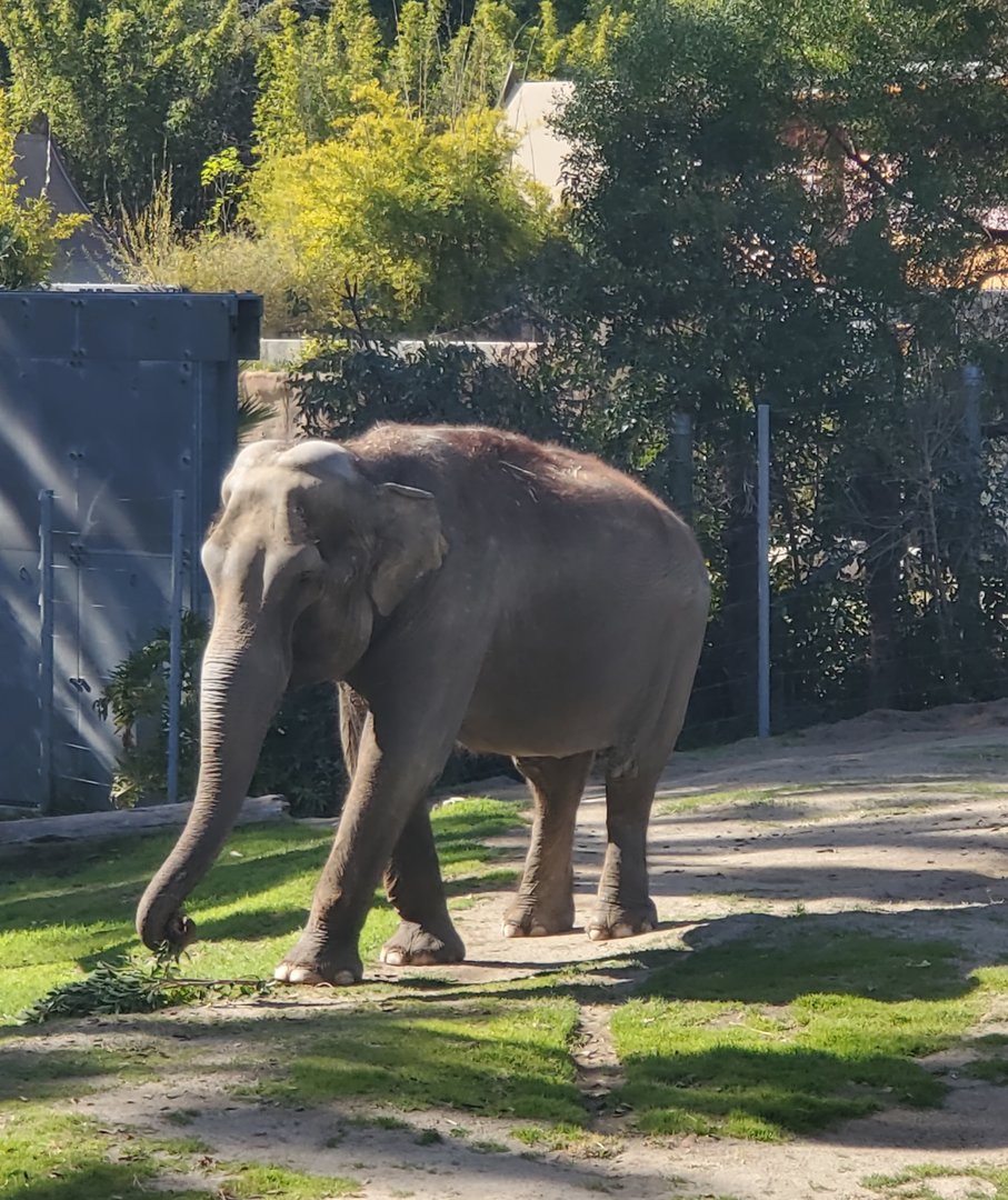 Los Angeles Zoo (2022) - Asian Elephant