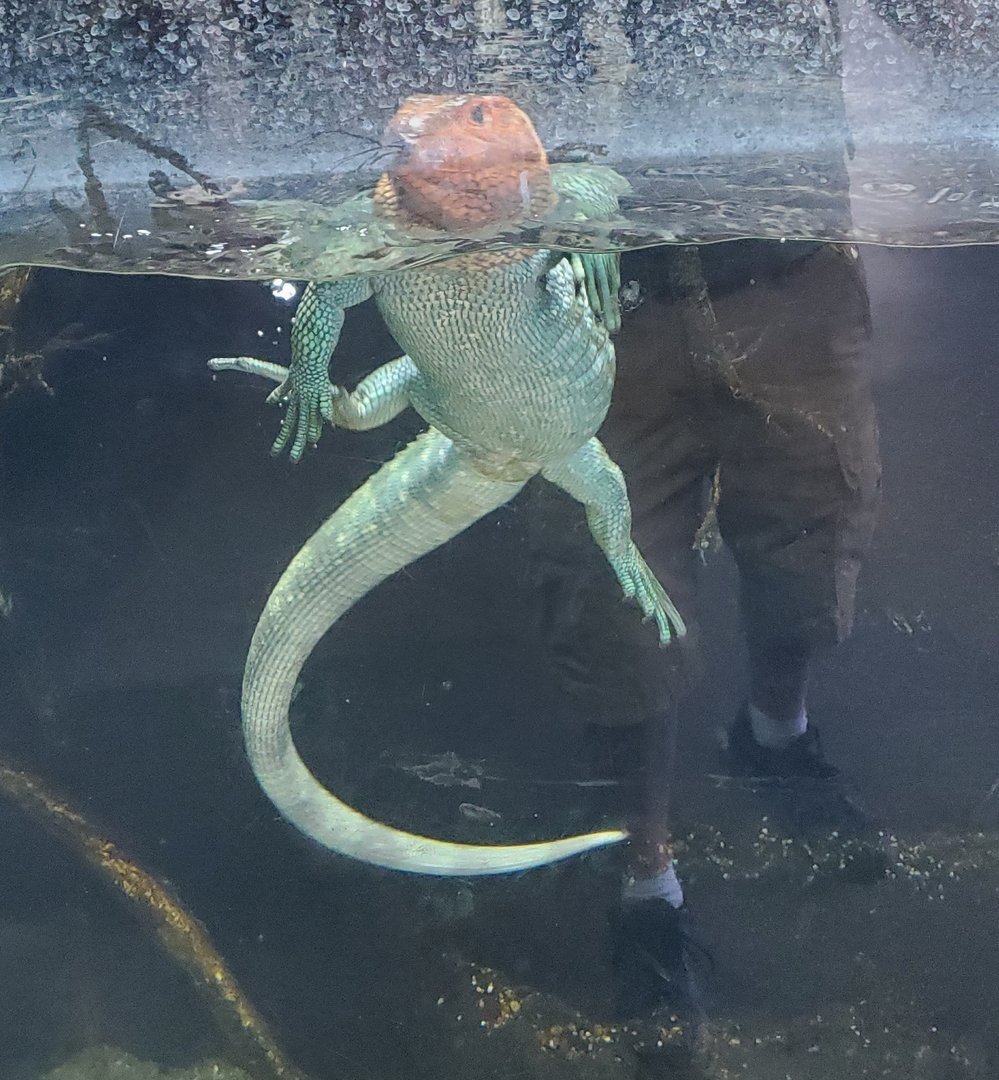 Los Angeles Zoo (2022) - Caiman Lizard