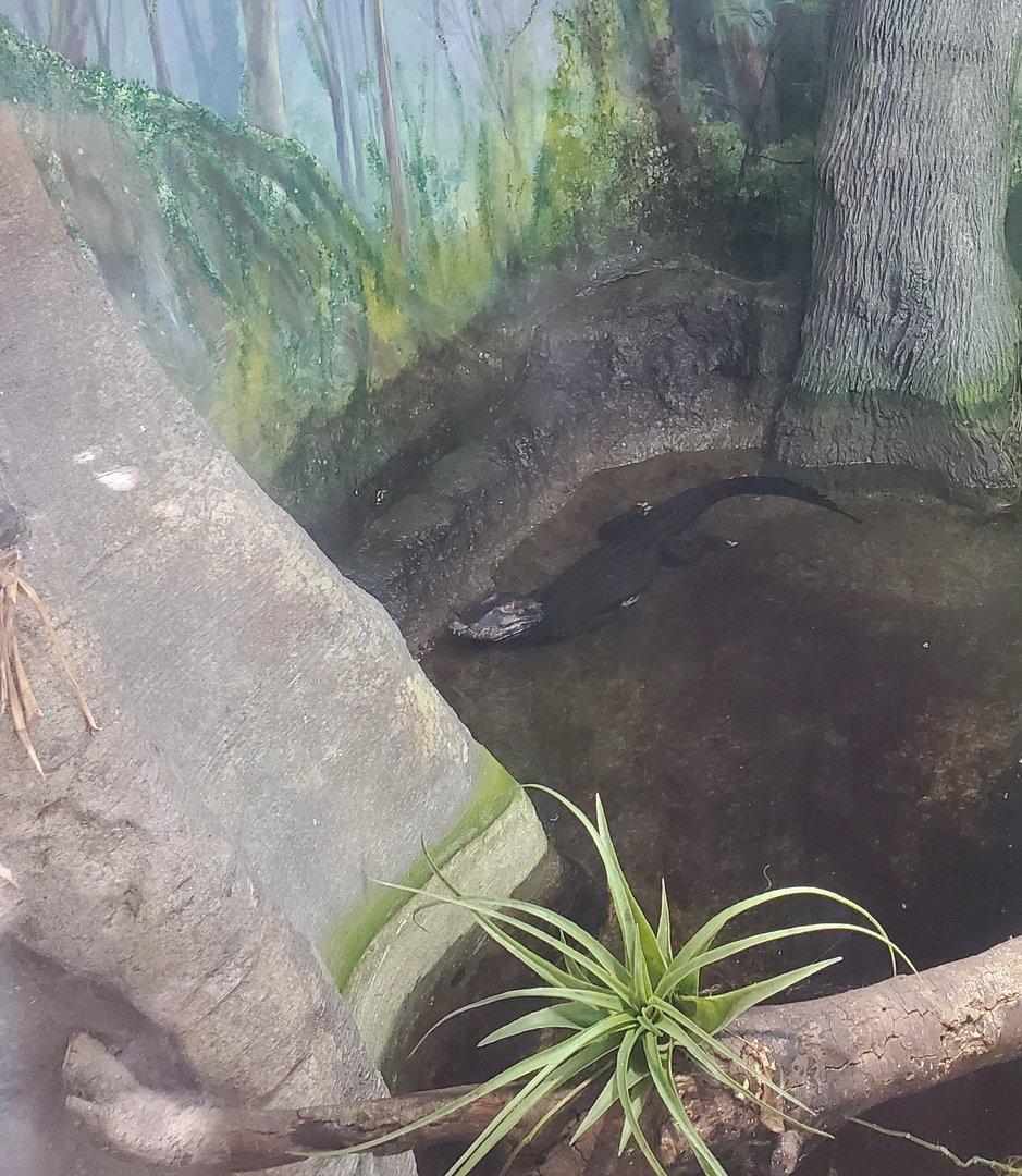 Los Angeles Zoo (2022) - Dwarf Caiman
