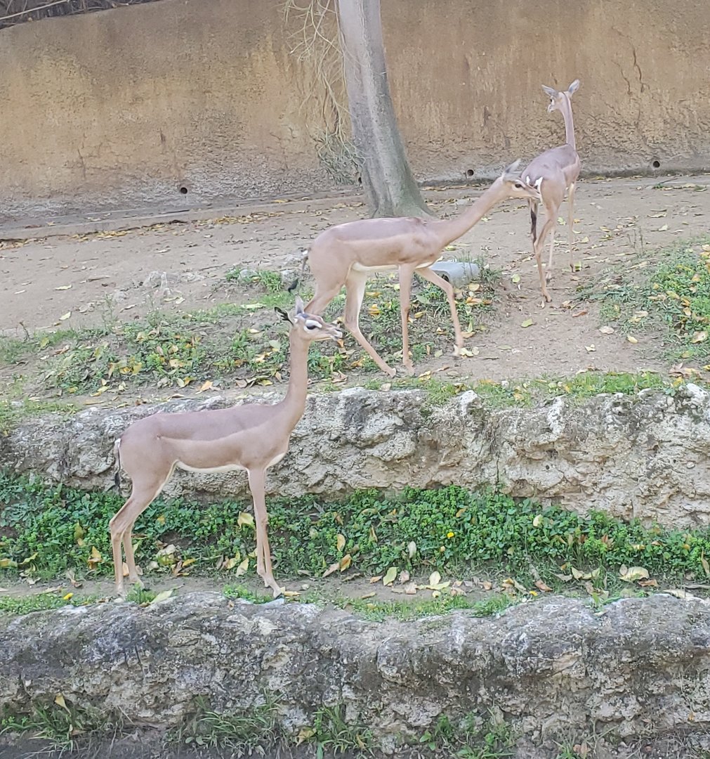 Los Angeles Zoo (2022) - Gerenuks