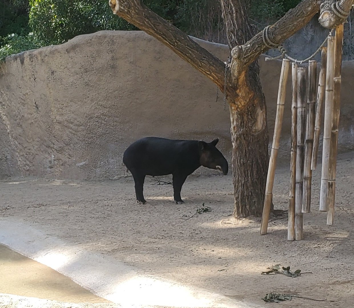 Los Angeles Zoo (2022) - Mountain Tapir