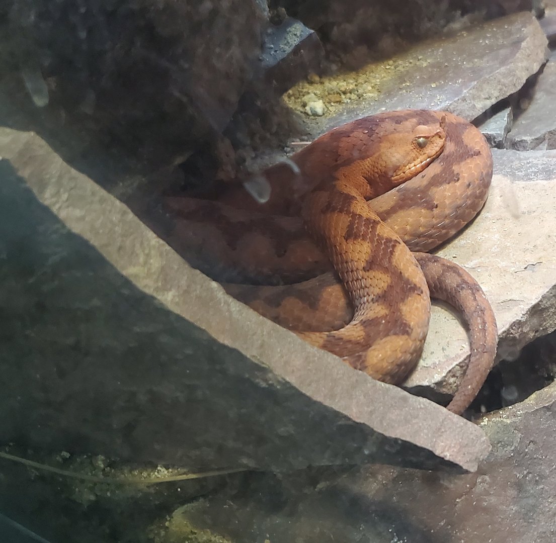 Los Angeles Zoo (2022) - Nose-horn Viper