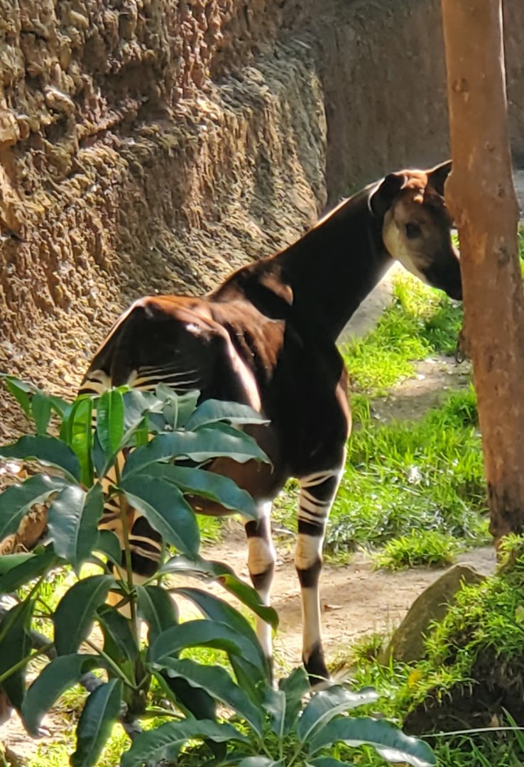 Los Angeles Zoo (2022) - Okapi