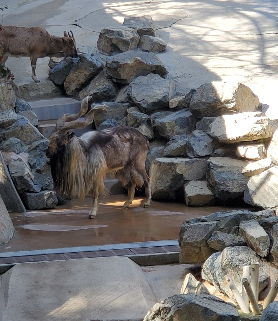 Los Angeles Zoo (2022) - Tajik Markhor