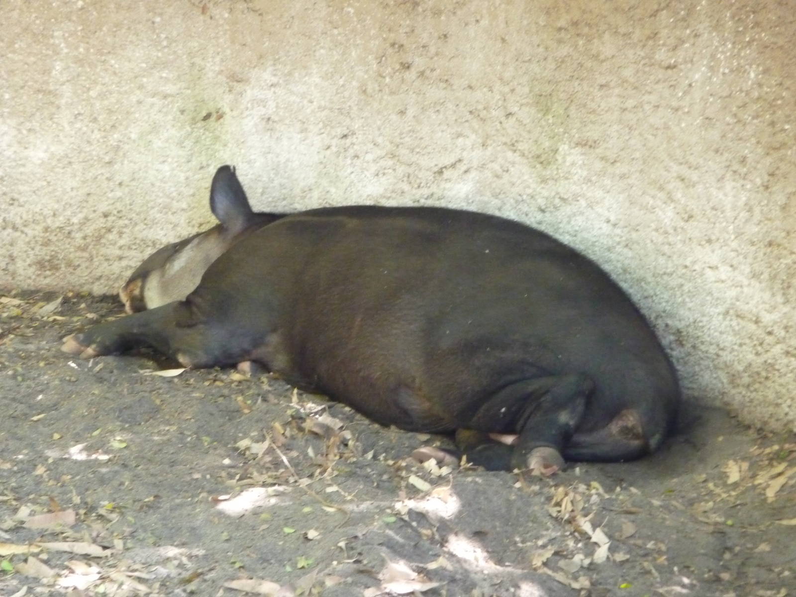 Los Angeles Zoo - Baird's Tapir