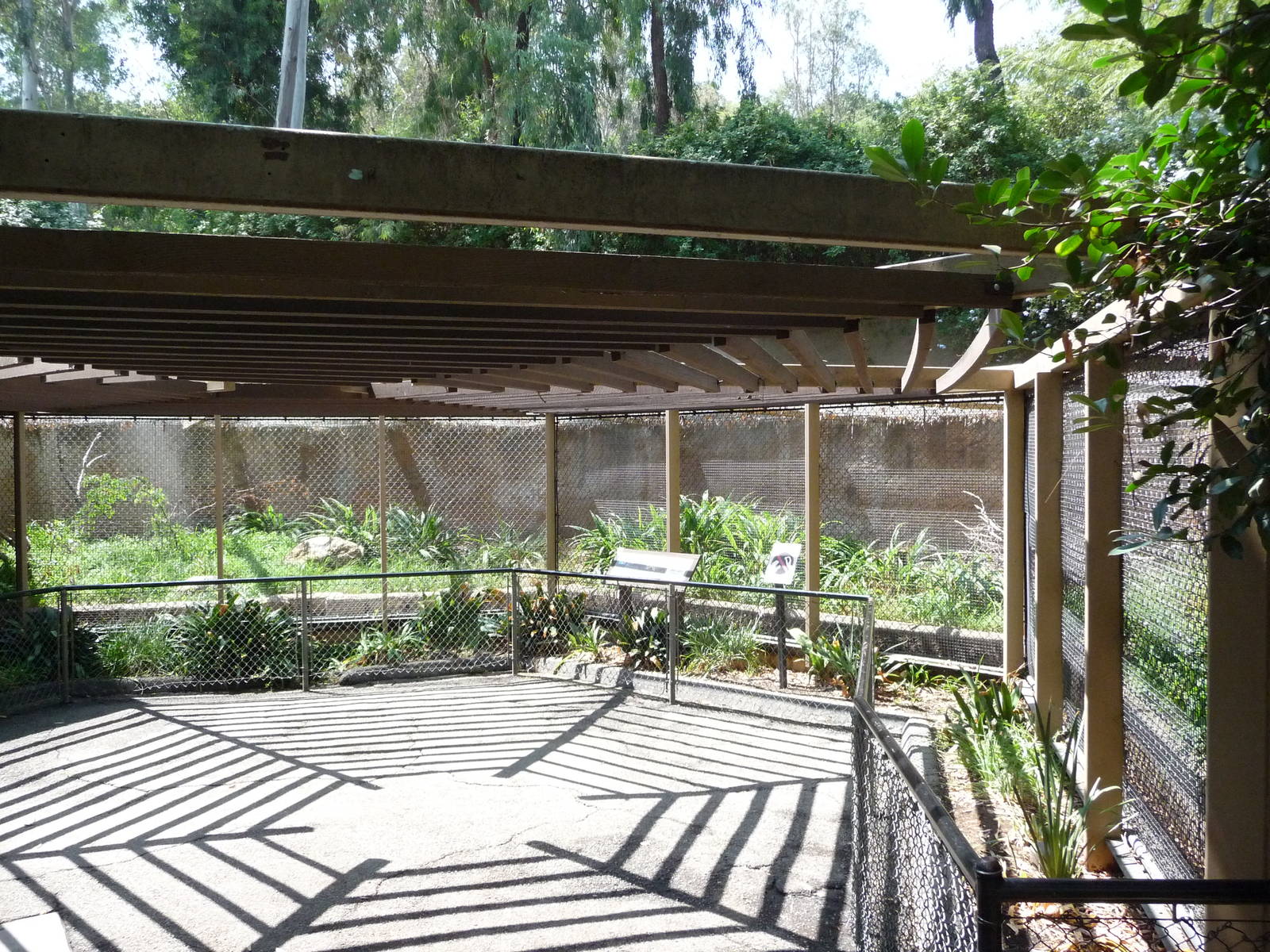 Los Angeles Zoo - C-Shaped Serval Exhibit