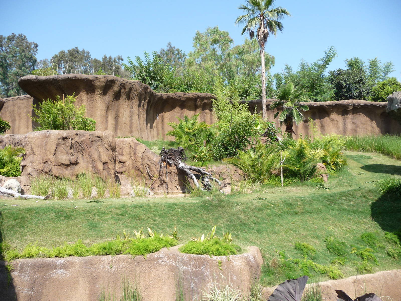Los Angeles Zoo - Campo Gorilla Reserve
