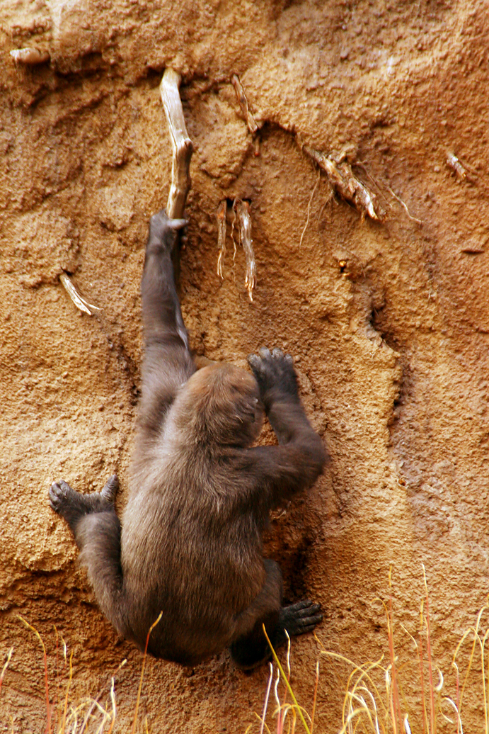 Los Angeles Zoo Campo Gorilla Reserve