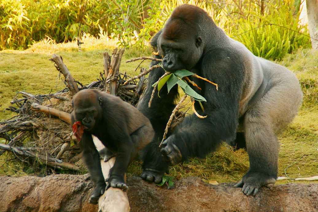 Los Angeles Zoo Campo Gorilla Reserve