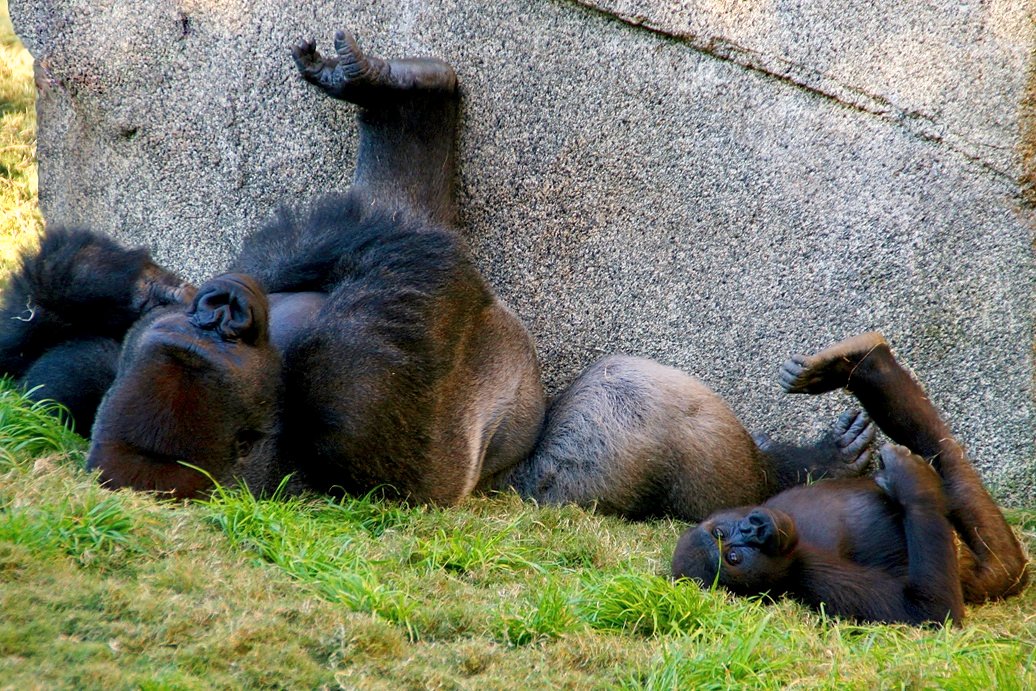 Los Angeles Zoo Campo Gorilla Reserve