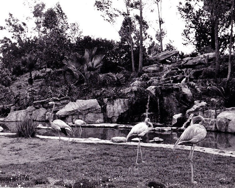 Los Angeles Zoo Flamingo Exhibit