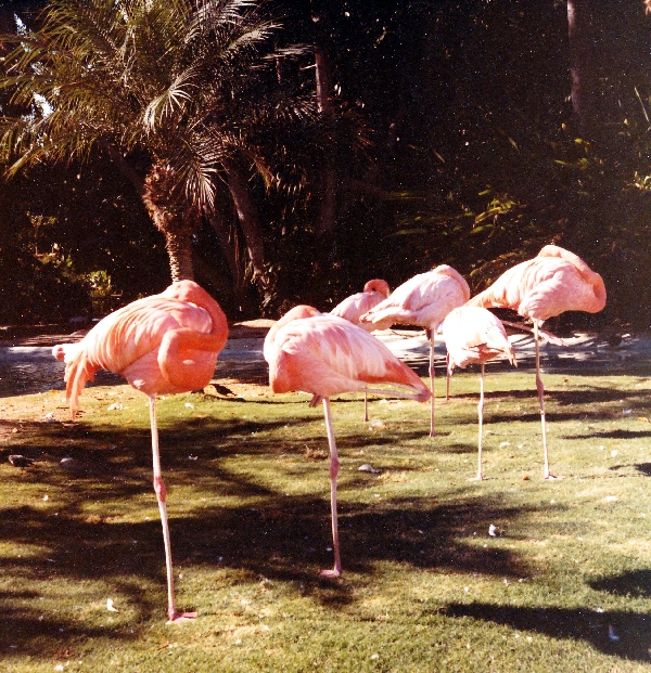 Los Angeles Zoo Flamingo Exhibit