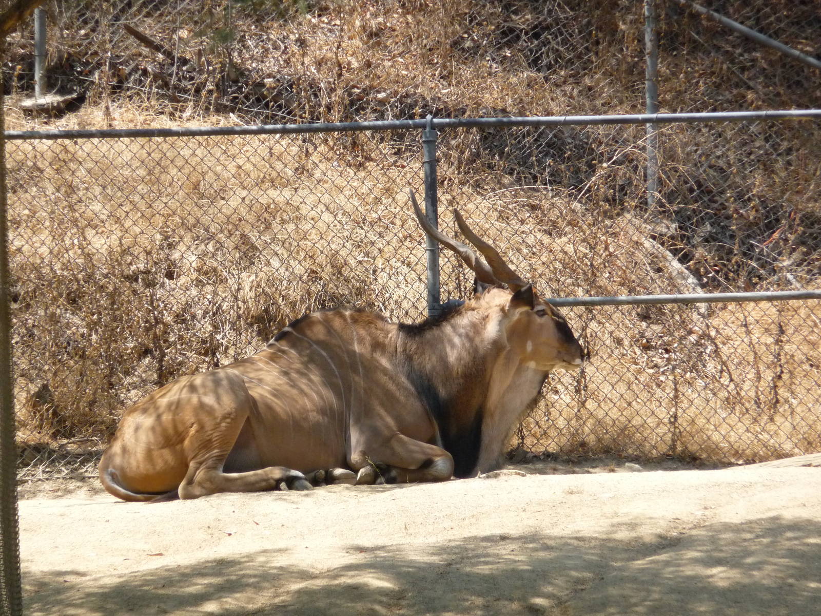 Los Angeles Zoo - Giant Eland
