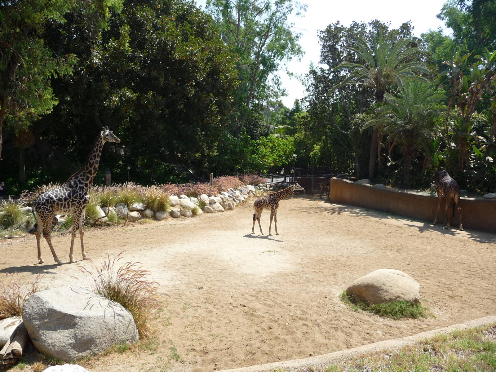 Los Angeles Zoo - Giraffe Paddock
