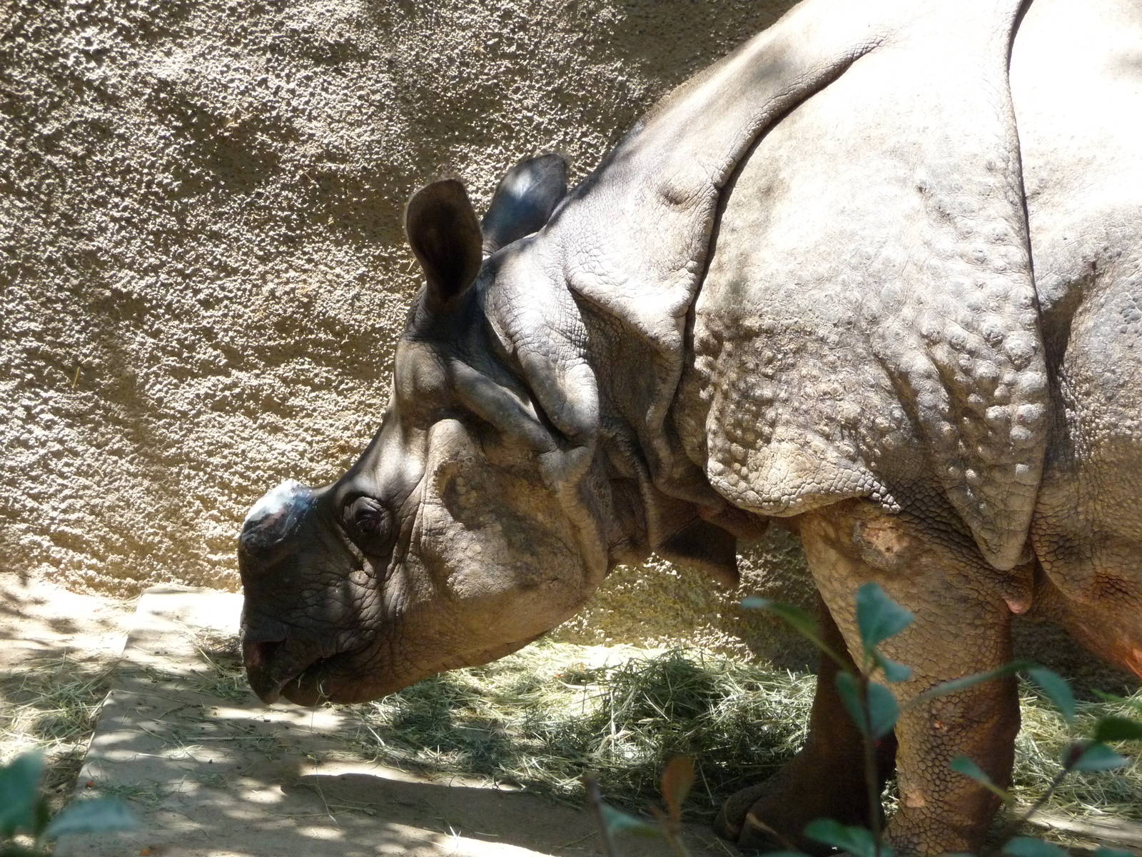 Los Angeles Zoo - Indian Rhino