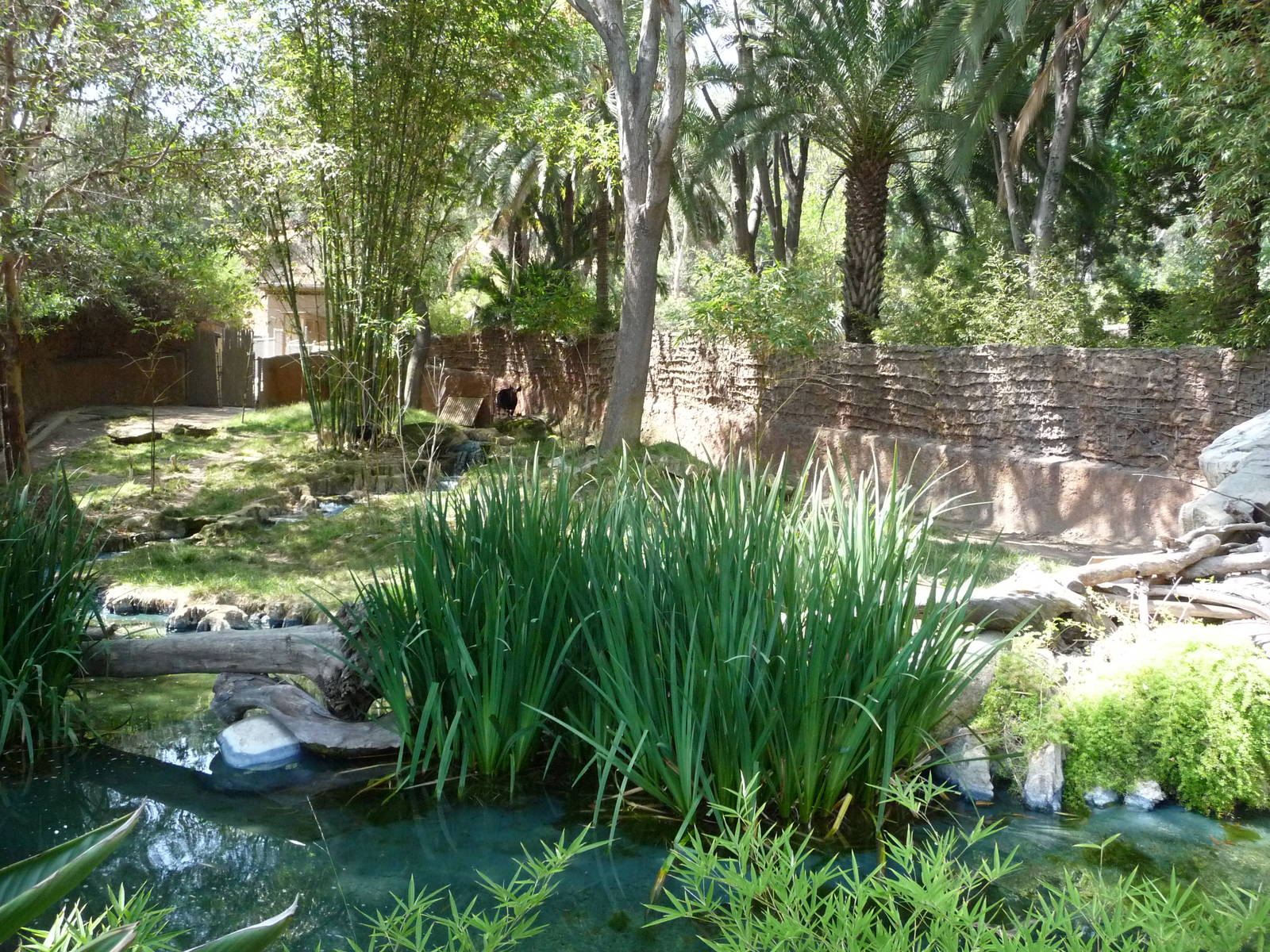 Los Angeles Zoo - Okapi Exhibit