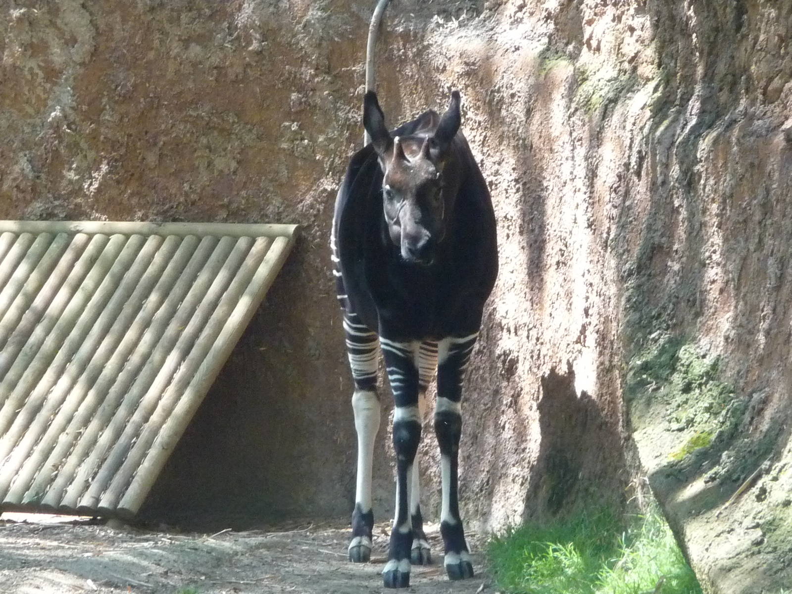 Los Angeles Zoo - Okapi