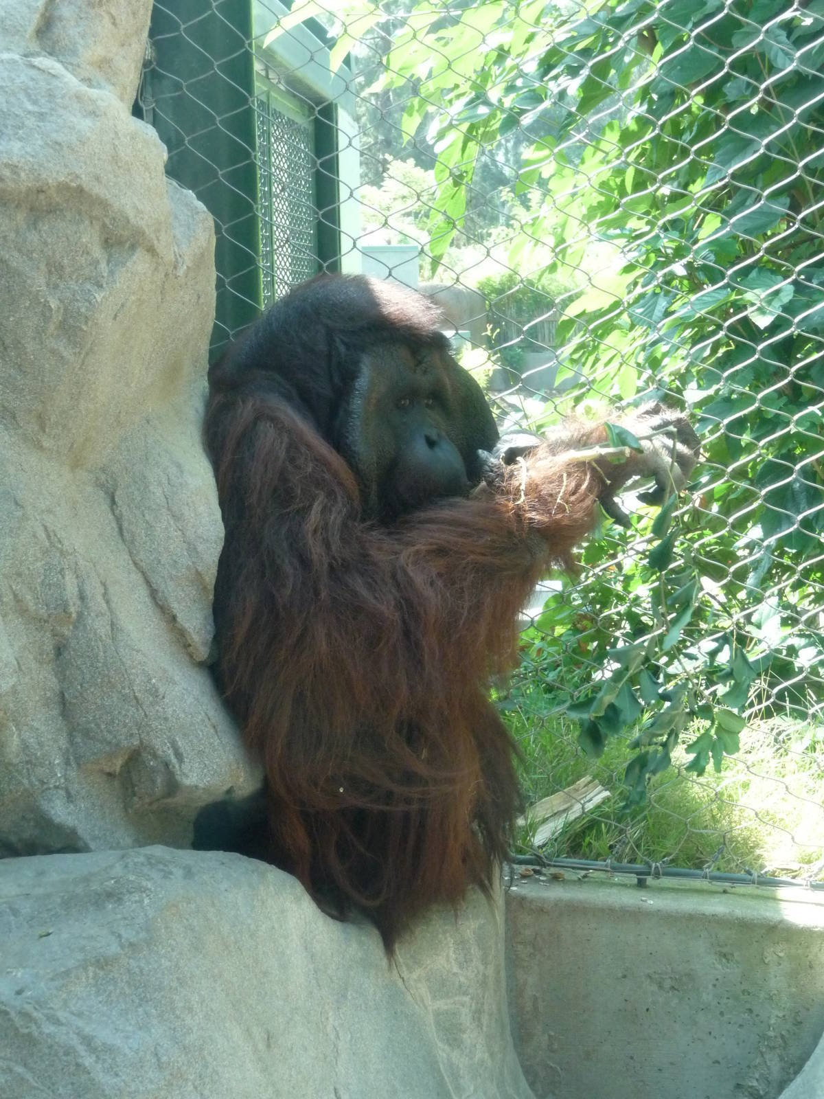 Los Angeles Zoo - Orangutan