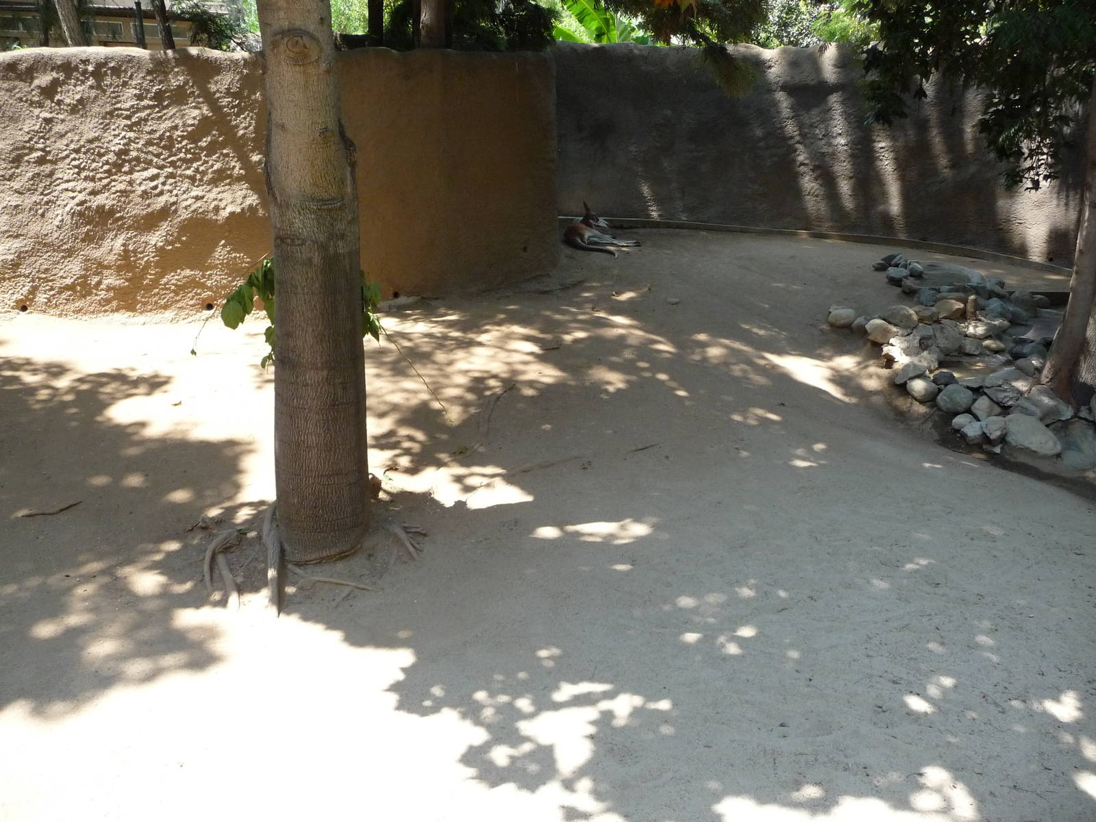 Los Angeles Zoo - Red Kangaroo Exhibit