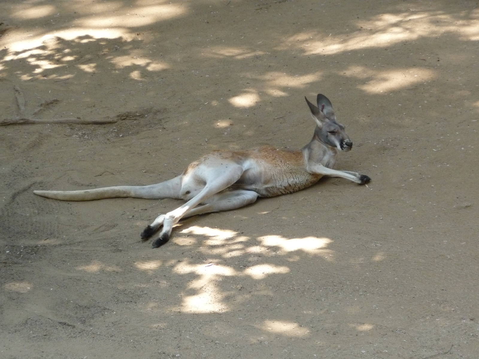 Los Angeles Zoo - Red Kangaroo