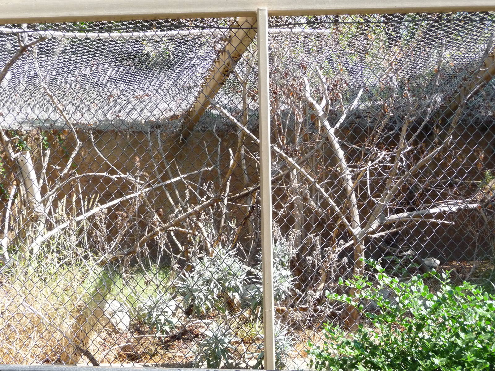 Los Angeles Zoo - Ring-tailed Lemur Exhibit