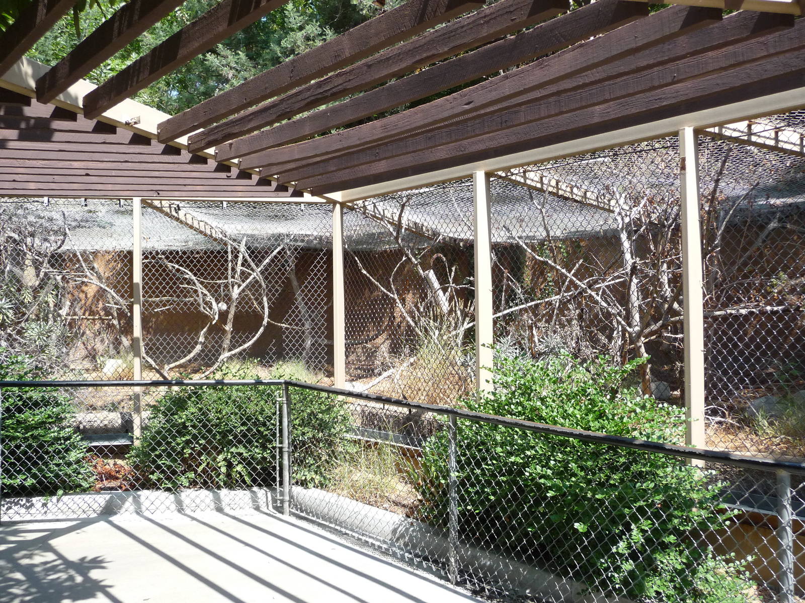 Los Angeles Zoo - Ring-tailed Lemur Exhibit