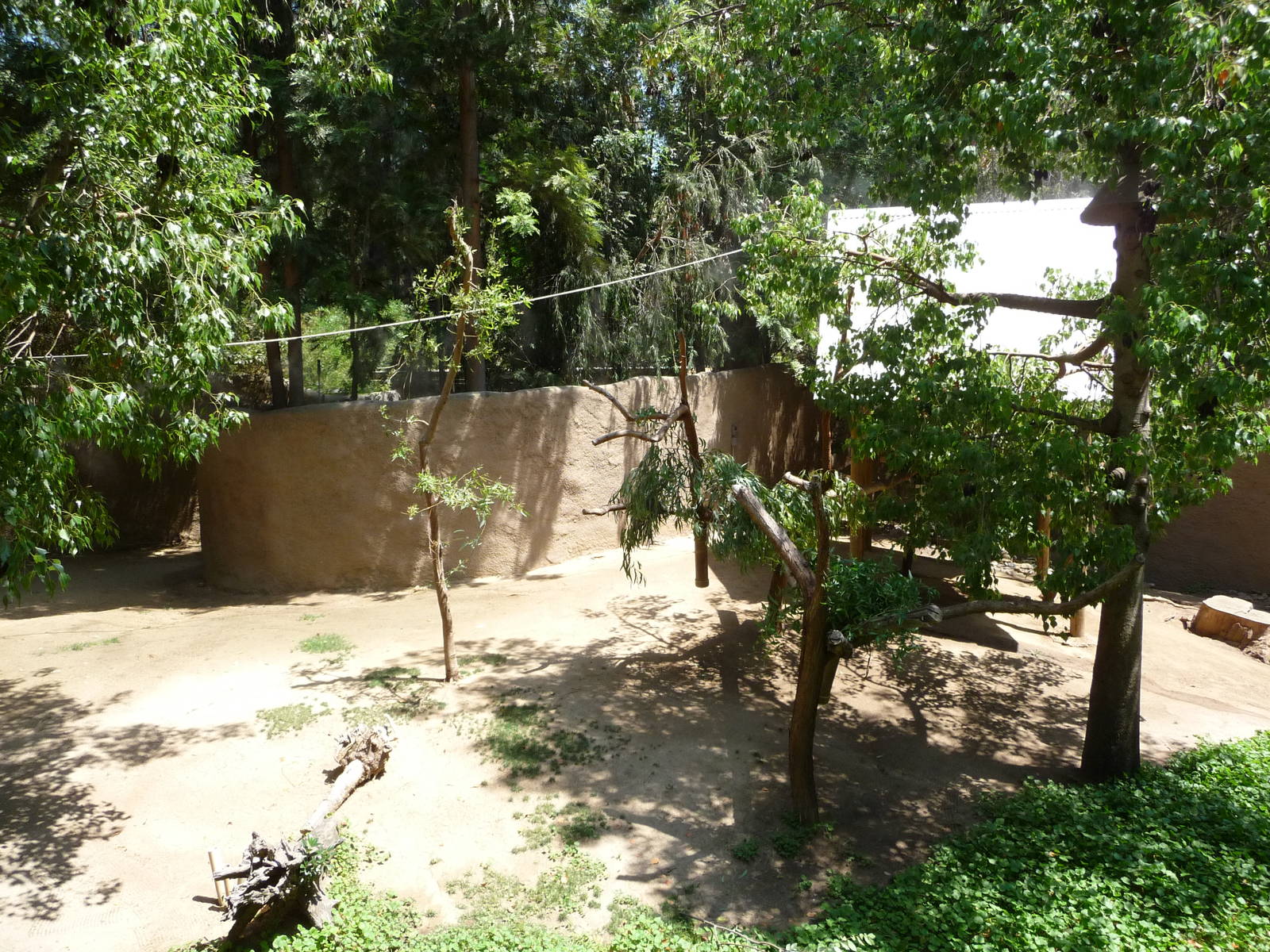 Los Angeles Zoo - Tammar Wallaby/Koala/Gray Kangaroo Exhibit