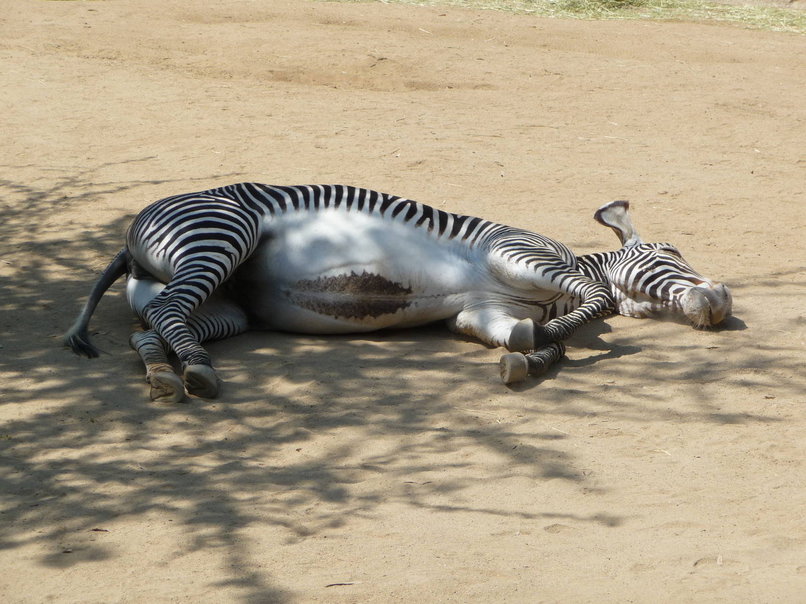 Los Angeles Zoo - Zebra