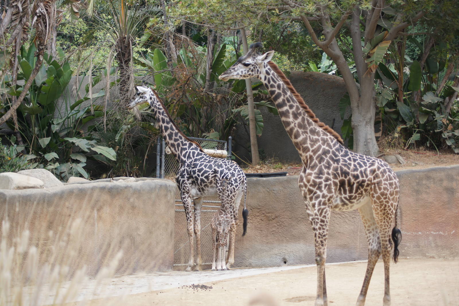 Los Angeles Zoo