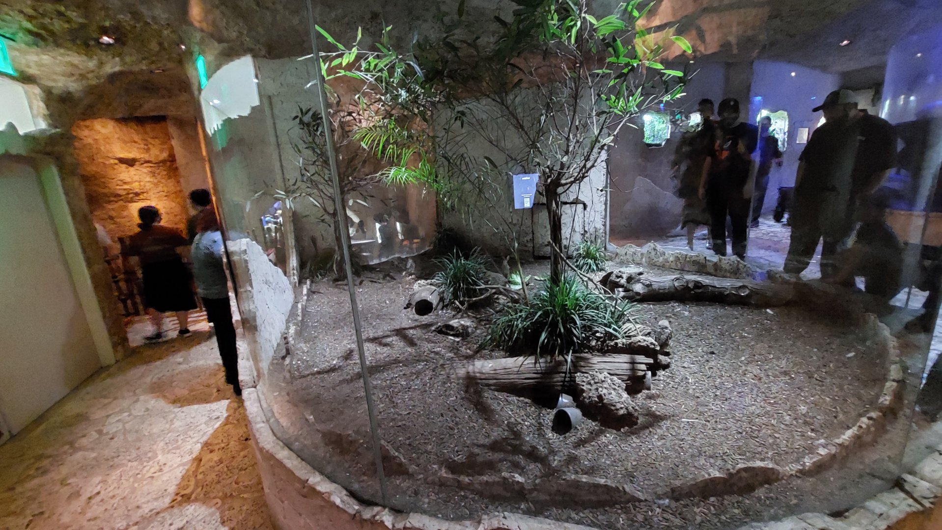 Los Petenes- Burrowing Owl and Desert Cottontail exhibit