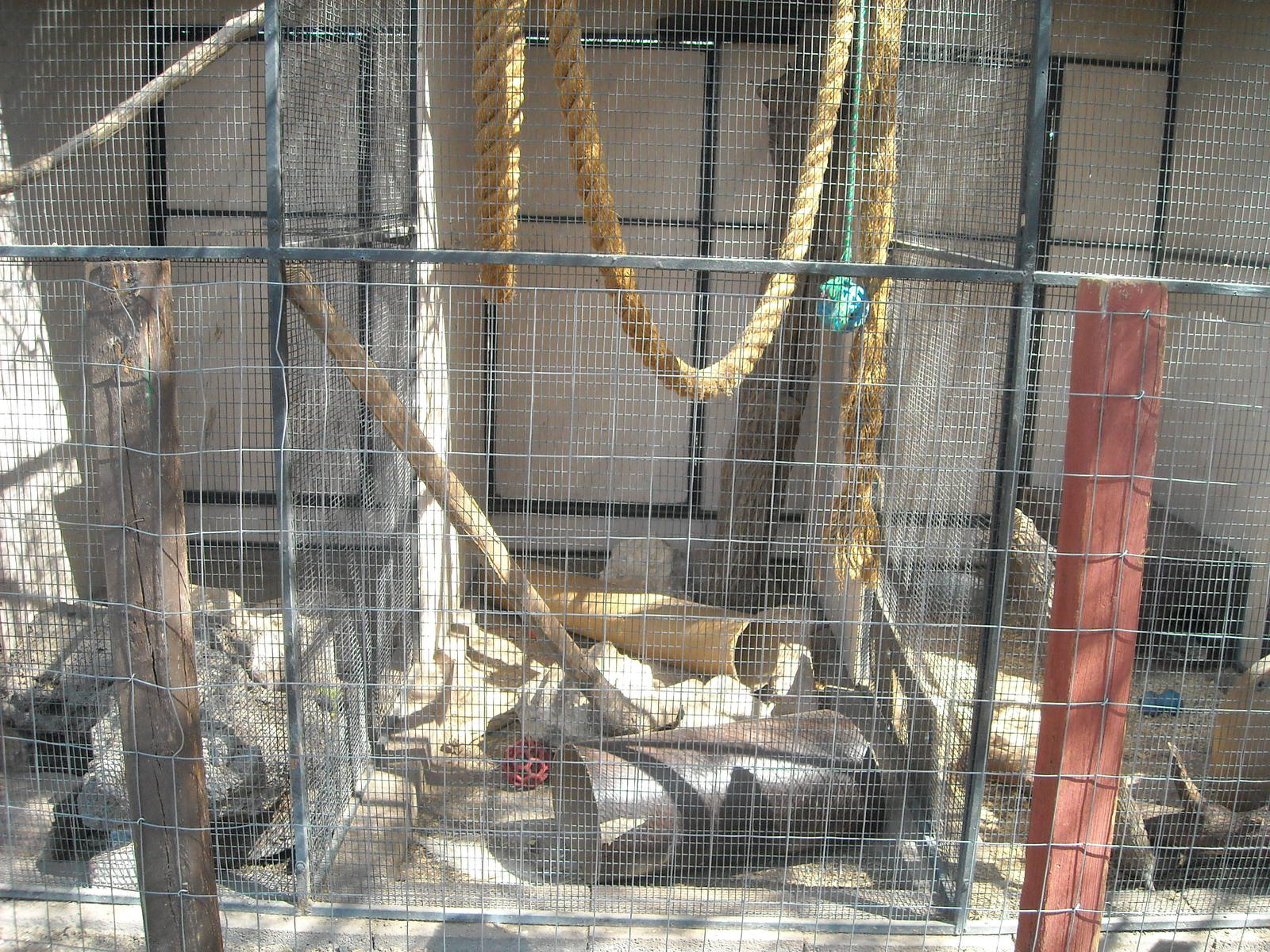 Los Vegas Zoo - Fossa's enclosure