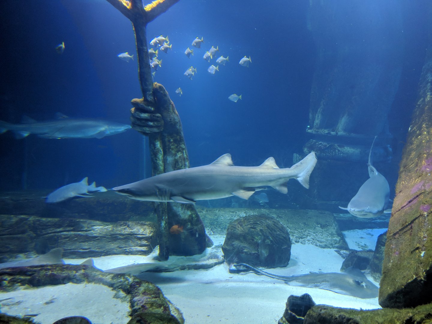 "Lost City" shark tank  (2019)