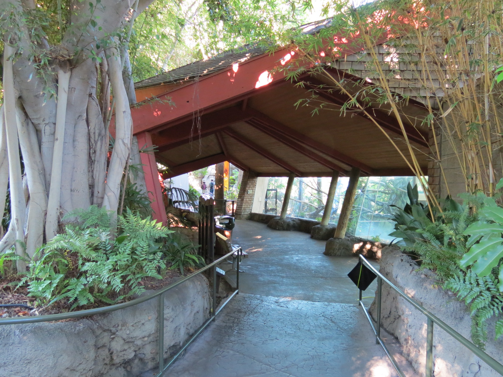 Lost Forest - Absolutely Apes - Colombian Brown Spider Monkey Exhibit