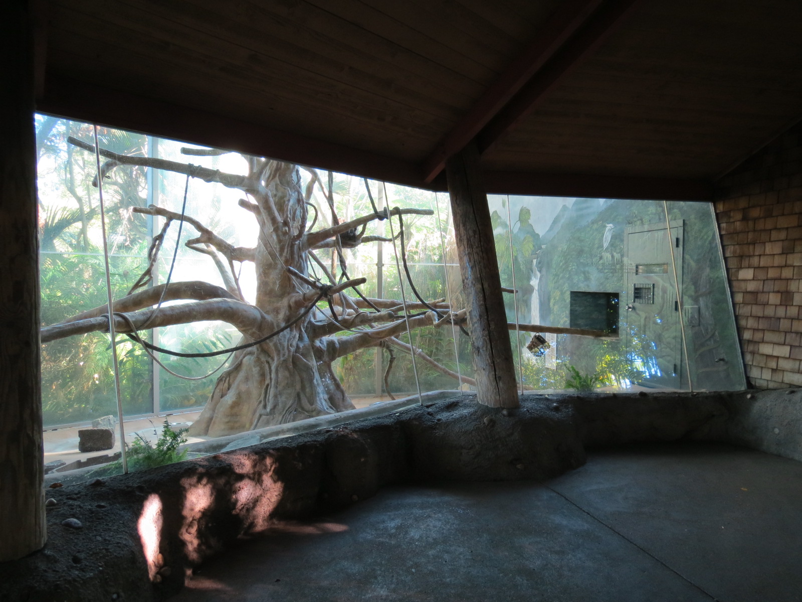 Lost Forest - Absolutely Apes - Colombian Brown Spider Monkey Exhibit