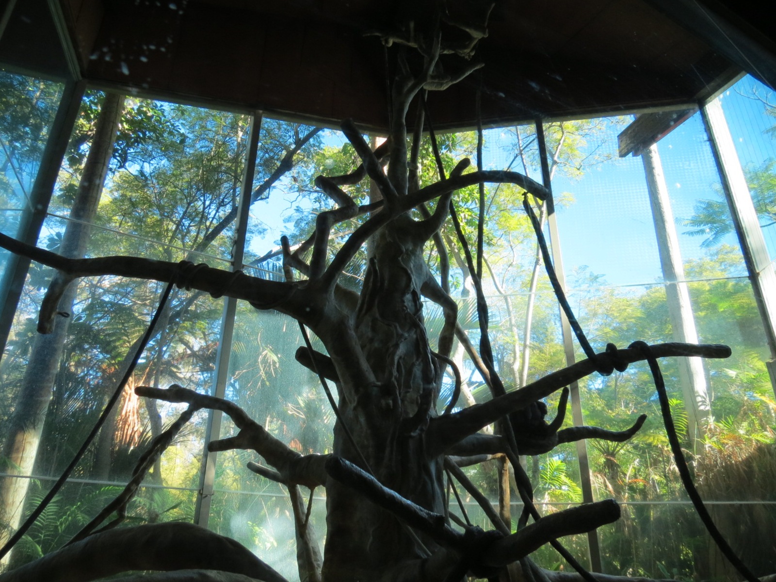 Lost Forest - Absolutely Apes - Colombian Brown Spider Monkey Exhibit