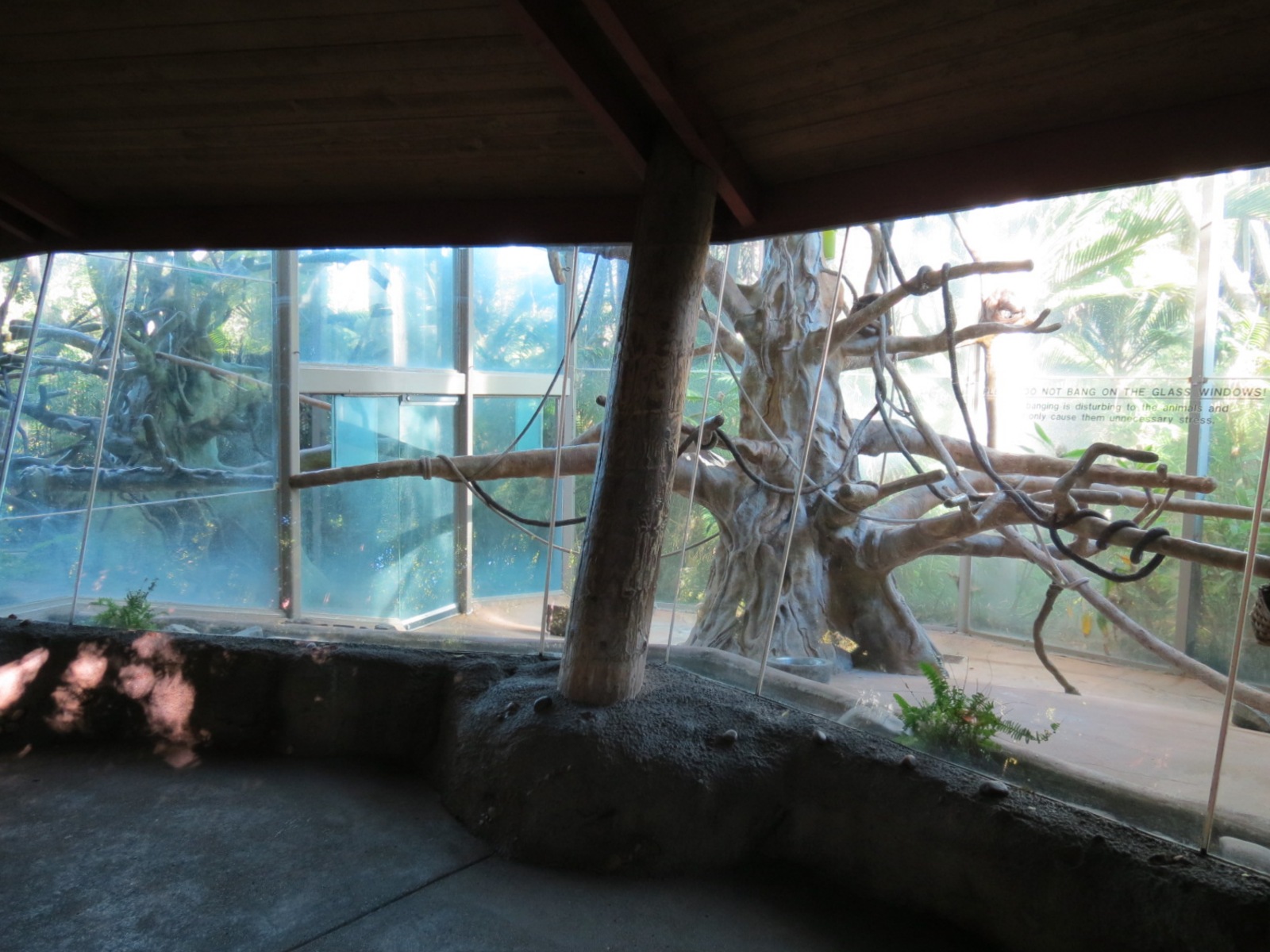 Lost Forest - Absolutely Apes - Colombian Brown Spider Monkey Exhibit