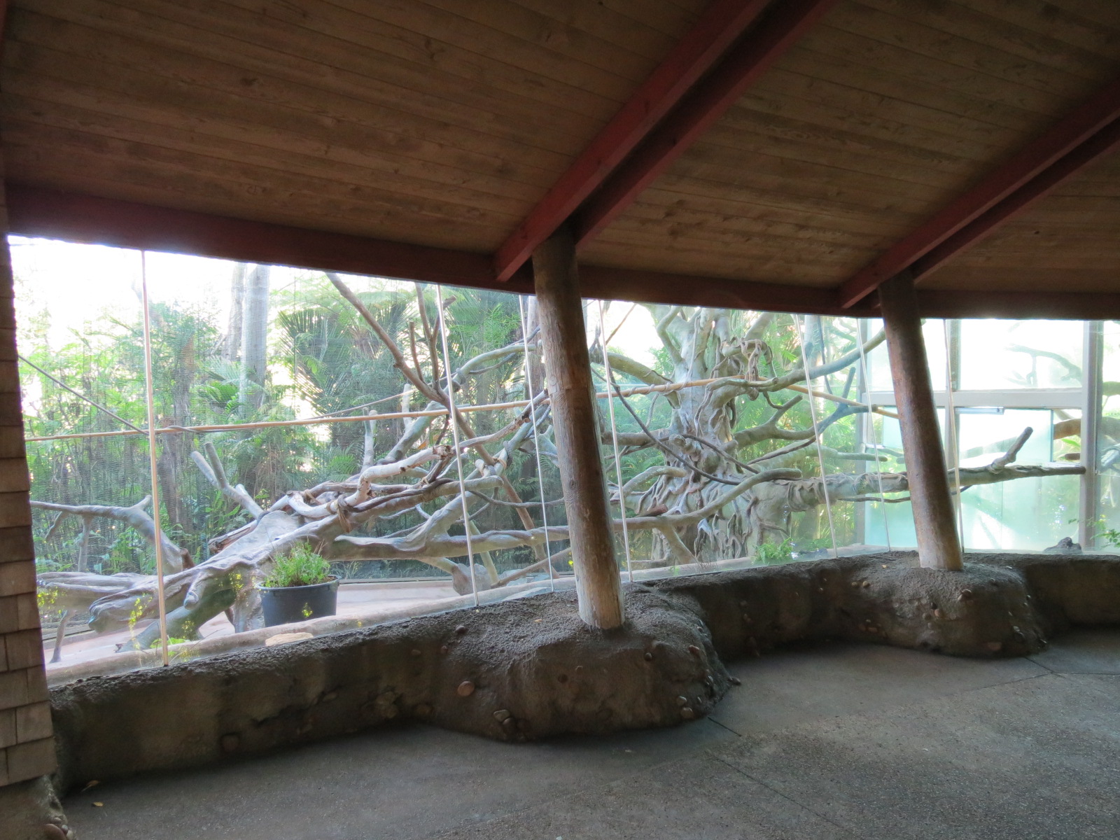 Lost Forest - Absolutely Apes - Colombian Brown Spider Monkey Exhibit