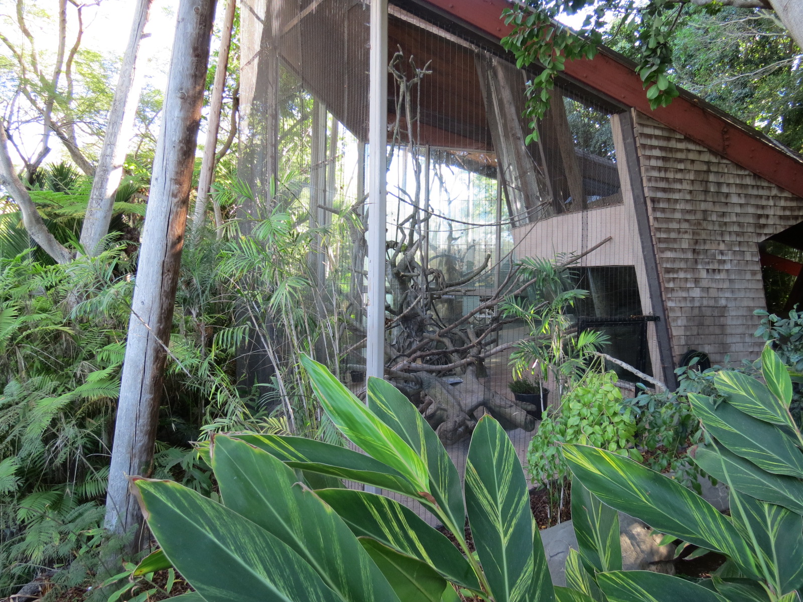 Lost Forest - Absolutely Apes - Colombian Brown Spider Monkey Exhibit