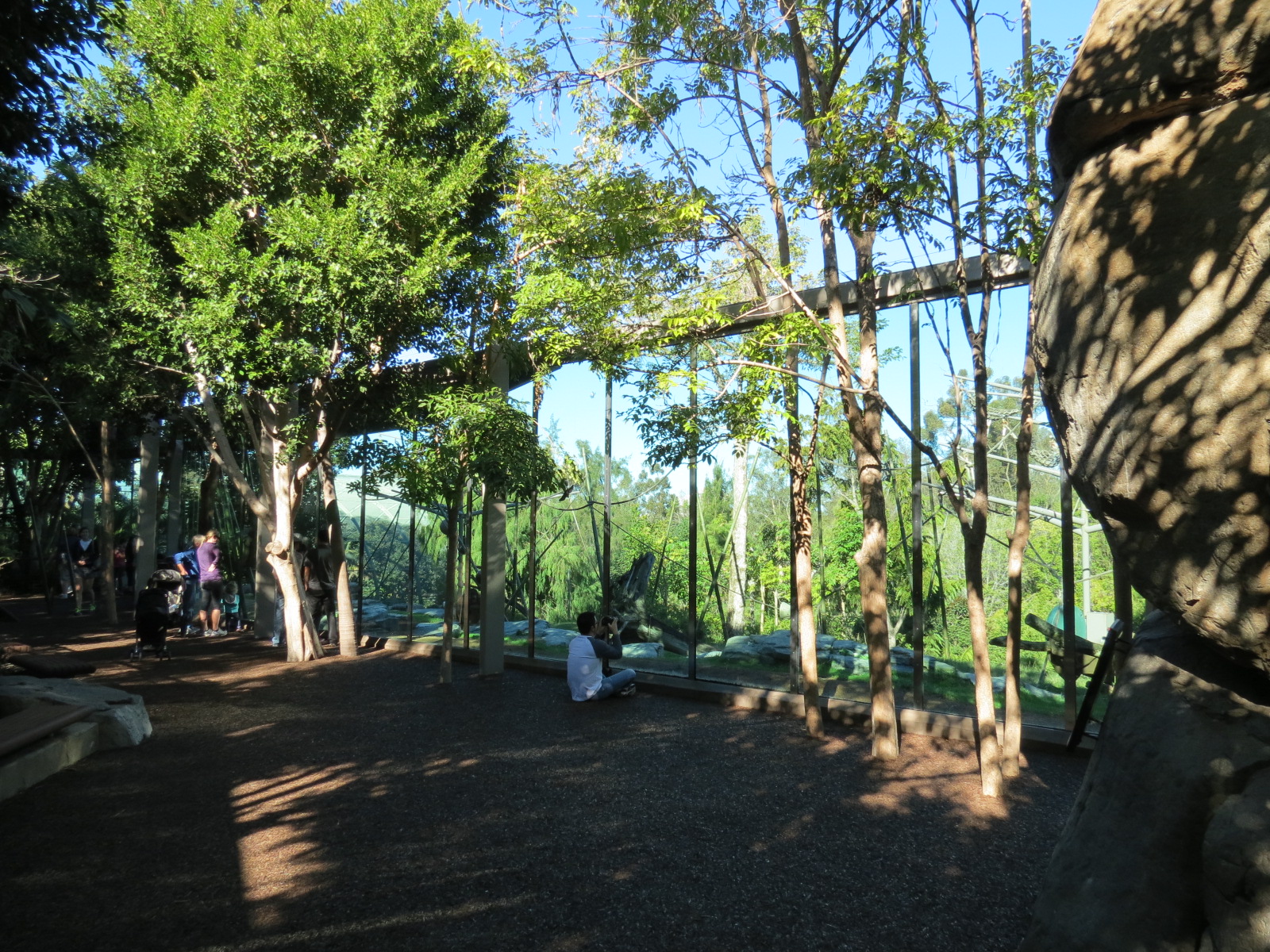 Lost Forest - Absolutely Apes - Orangutan and Siamang Exhibit