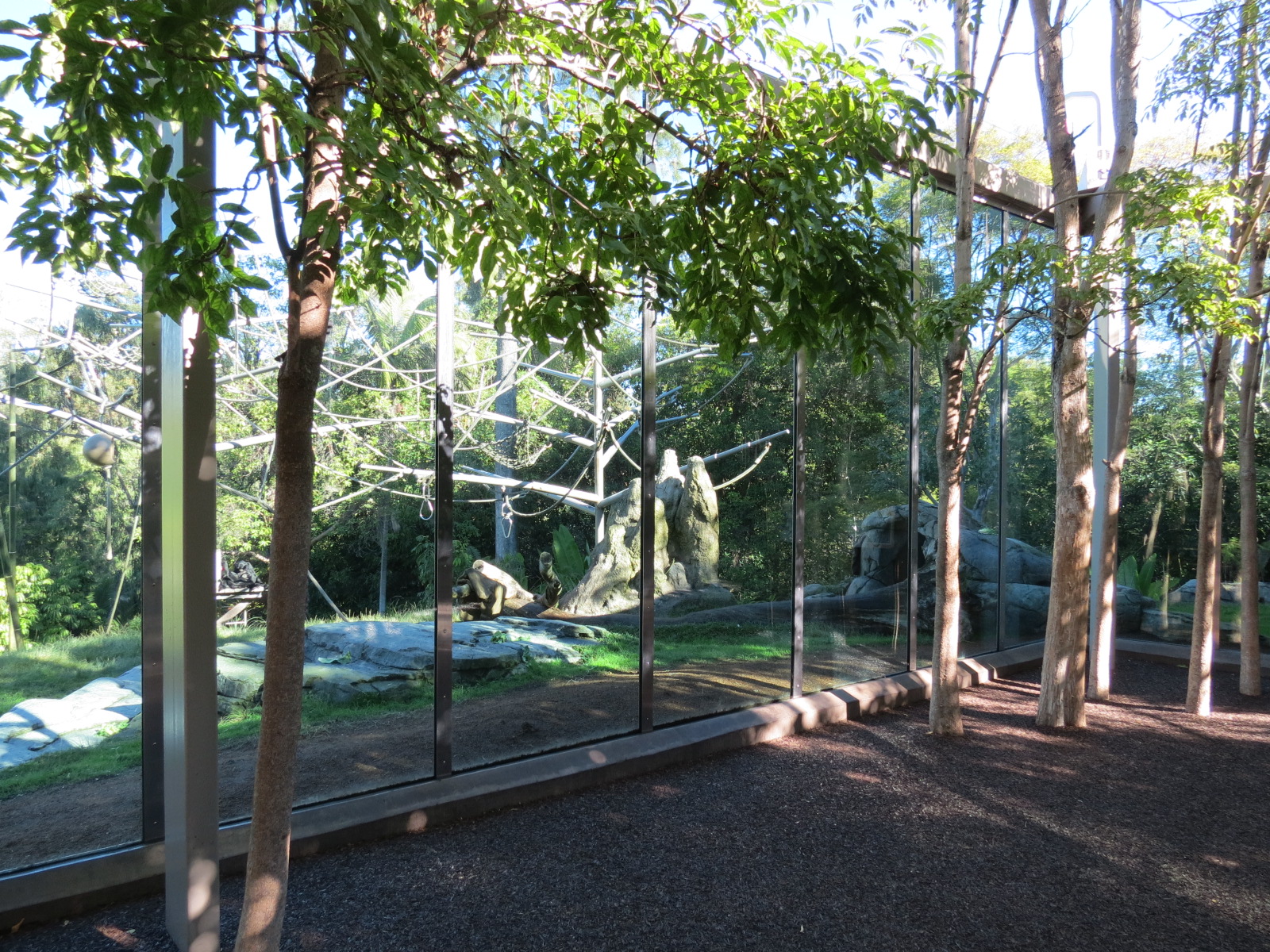 Lost Forest - Absolutely Apes - Orangutan and Siamang Exhibit