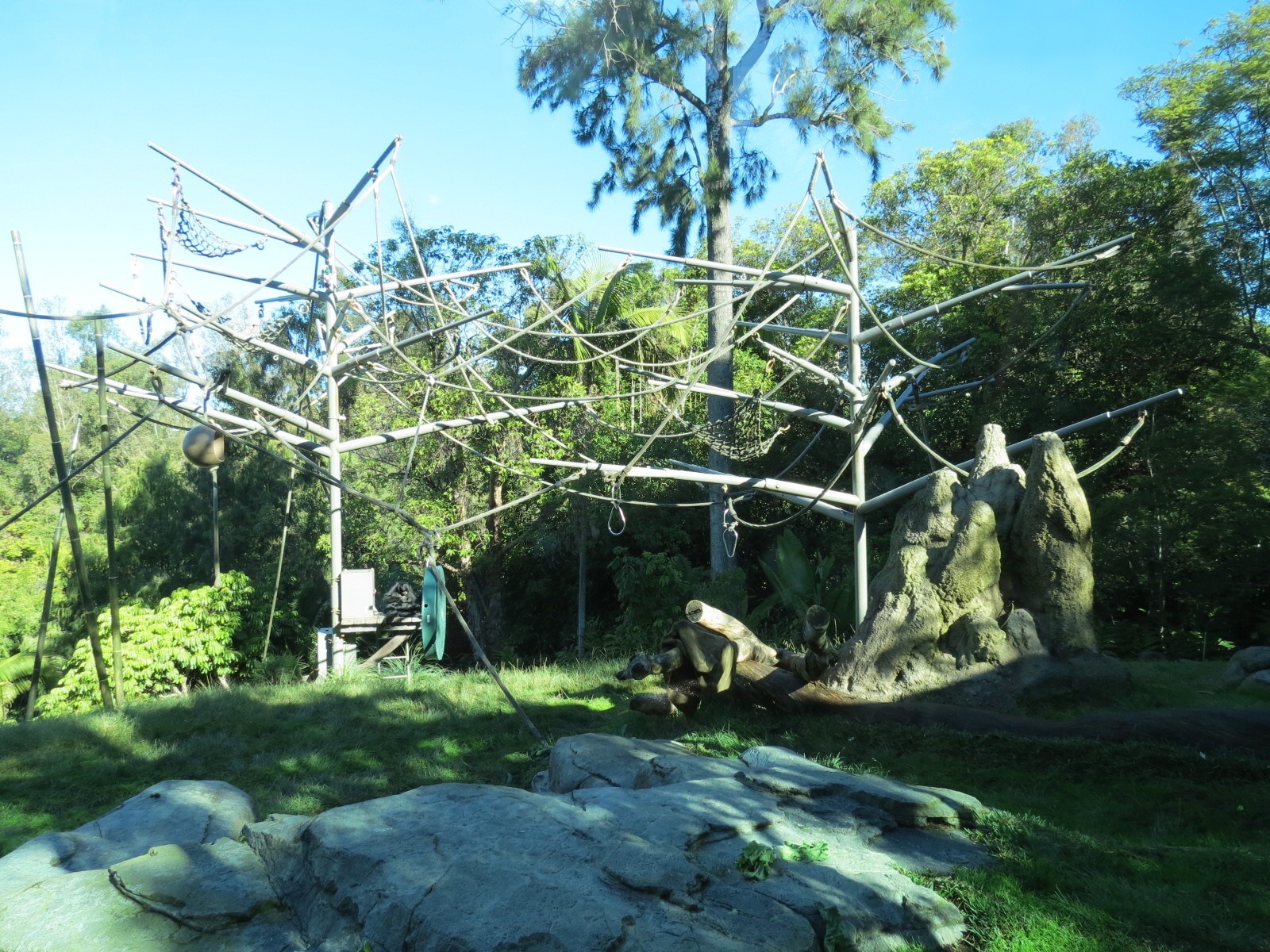 Lost Forest - Absolutely Apes - Orangutan and Siamang Exhibit