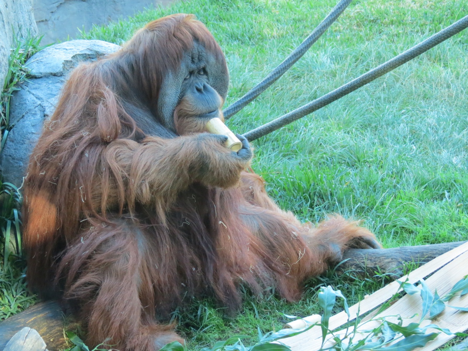 Lost Forest - Absolutely Apes - Orangutan and Siamang Exhibit