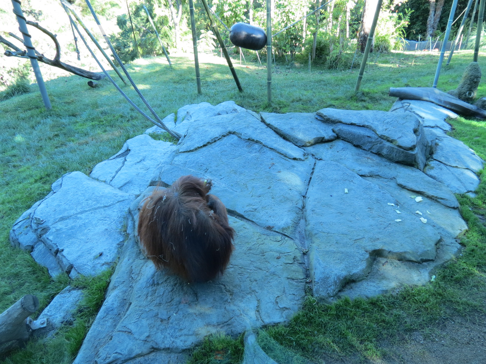 Lost Forest - Absolutely Apes - Orangutan and Siamang Exhibit