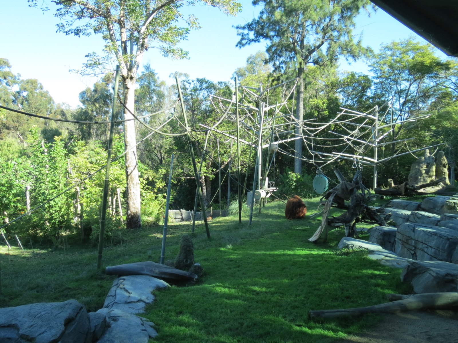 Lost Forest - Absolutely Apes - Orangutan and Siamang Exhibit